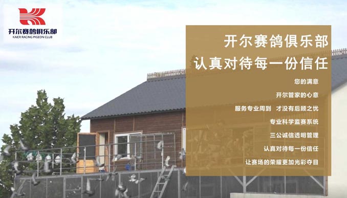 開(kāi)爾鴿業(yè)品牌全案服務(wù)