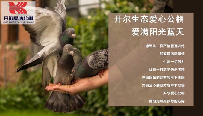開(kāi)爾鴿業(yè)品牌全案服務(wù)
