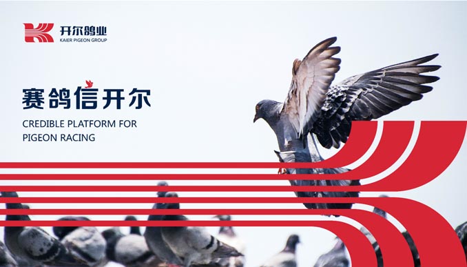 開(kāi)爾鴿業(yè)品牌全案服務(wù)