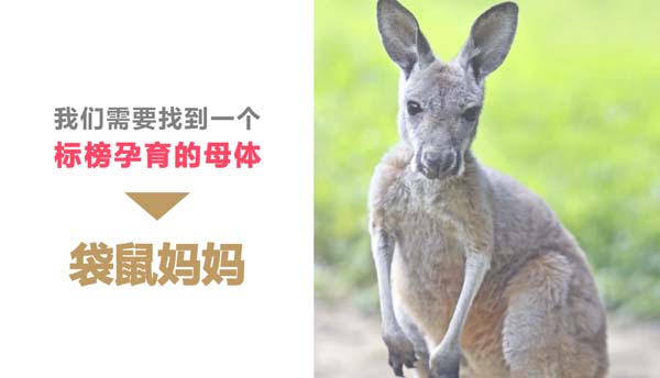 歐賽斯超級品牌引擎&reg; 新冠軍商業(yè)實(shí)戰(zhàn)案例：孕味食足